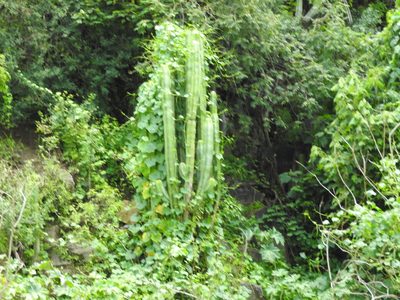 Isolatocereus dumortieri, photographed by Oscar Alejandro Morales Juárez