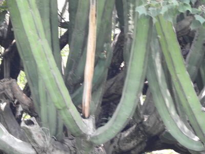 Isolatocereus dumortieri, photographed by Oscar Alejandro Morales Juárez