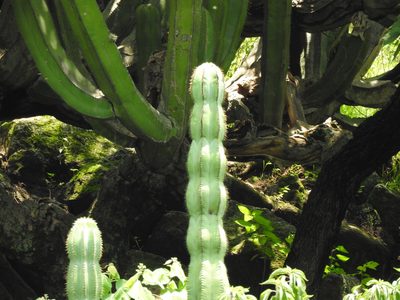 Isolatocereus dumortieri, photographed by Oscar Alejandro Morales Juárez