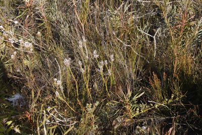 Spatalla racemosa, photographed by Tony Rebelo