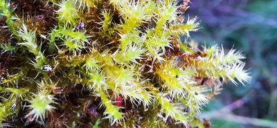 Campylium stellatum, photographed by Sigitas Juzėnas