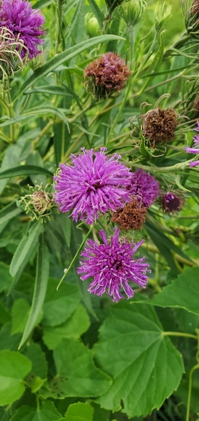 Vernonia arkansana, photographed by Edie