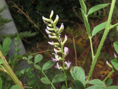 Glycyrrhiza glabra, photographed by Emanuele Santarelli