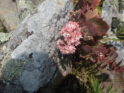 Hylotelephium telephioides, photographed by John Baur