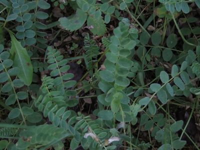 Astragalus alpinus, photographed by Erin Springinotic