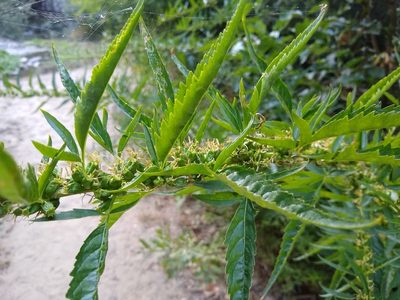 Datisca glomerata, photographed by Quinn Shemet