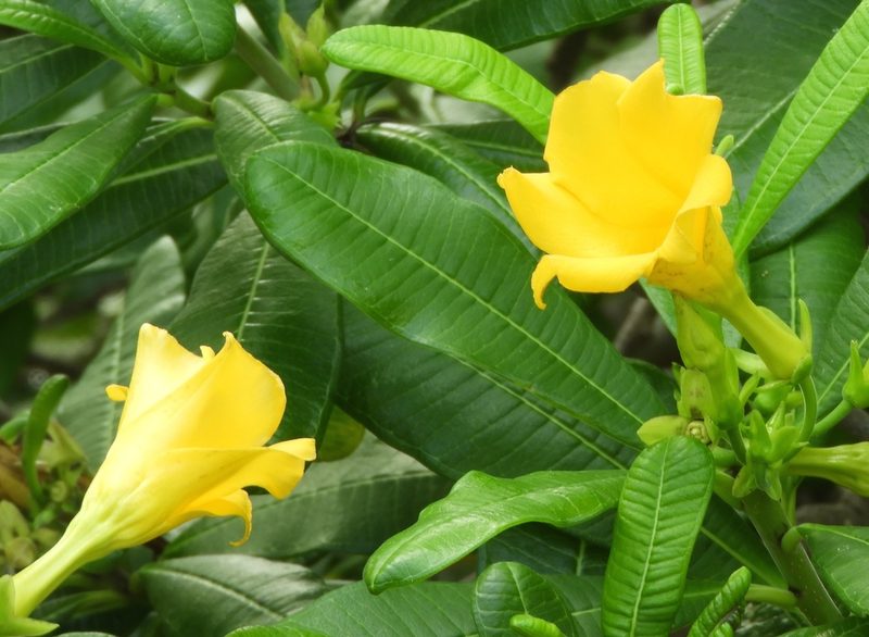 Cascabela ovata, photographed by Francisco Farriols Sarabia