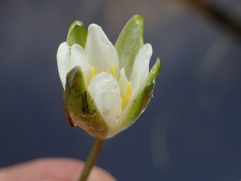 Nymphaea leibergii, photographed by Allan Harris