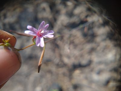 Epilobium brachycarpum, photographed by Quinn Shemet
