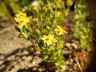 Hypericum anagalloides, photographed by Quinn Shemet