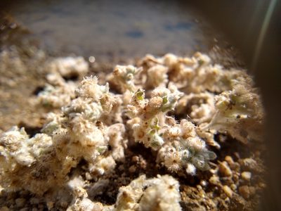 Gnaphalium palustre, photographed by Quinn Shemet