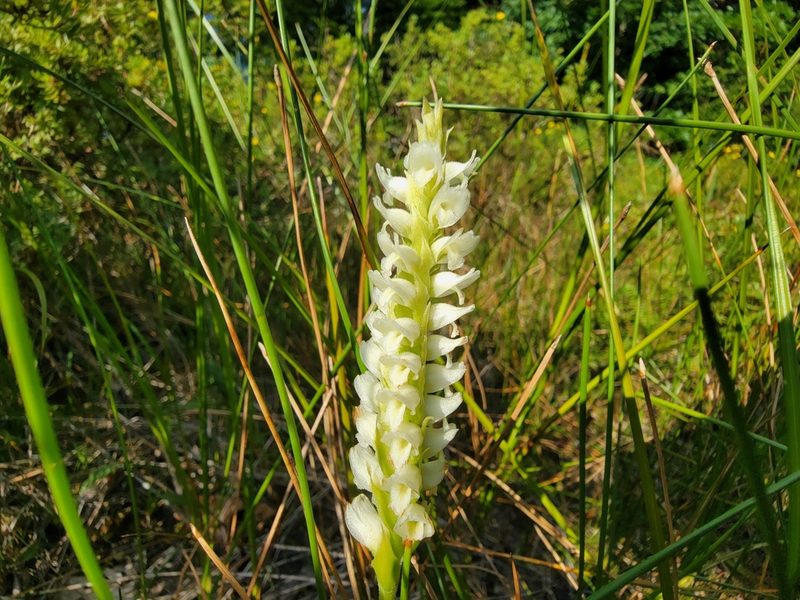 Spiranthes romanzoffiana, photographed by Elias
