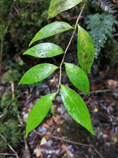 Griselinia ruscifolia, photographed by Inao Vasquez