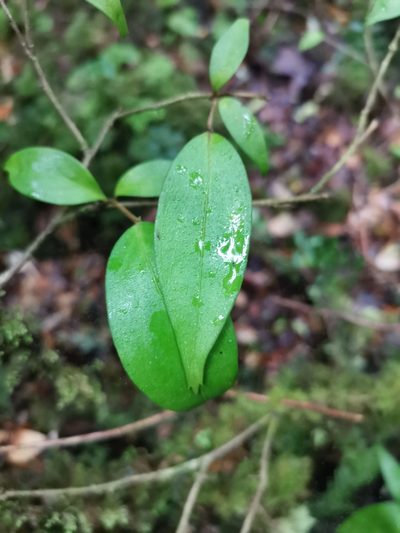 Griselinia ruscifolia, photographed by Inao Vasquez