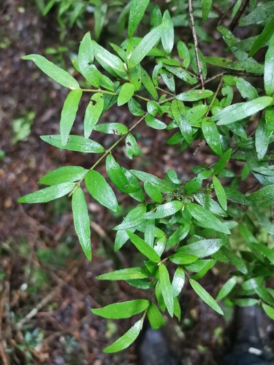 Myrceugenia parvifolia, photographed by Inao Vasquez