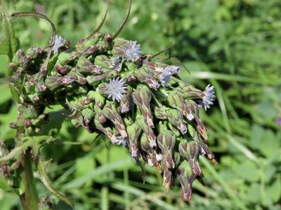 Lactuca biennis, photographed by Renee MacQuarrie
