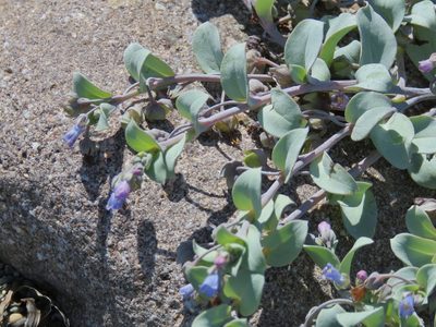 Mertensia maritima, photographed by Renee MacQuarrie