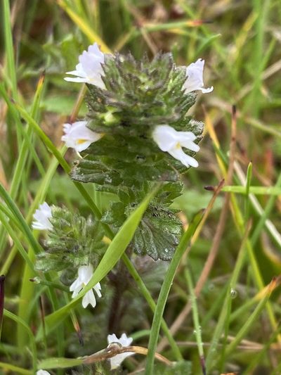 Euphrasia frigida, photographed by Alan Weakley