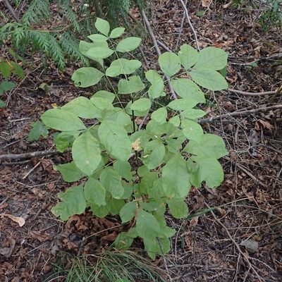 Fraxinus latifolia, photographed by giantcicada
