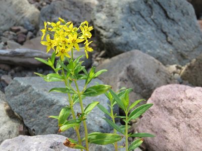 Lysimachia terrestris, photographed by Renee MacQuarrie