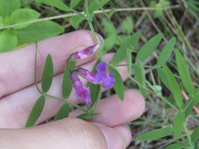 Lathyrus palustris, photographed by Renee MacQuarrie