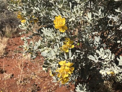 Senna artemisioides, photographed by Miguel de Salas