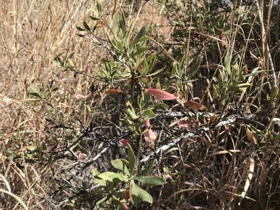 Eremophila maculata, photographed by Miguel de Salas