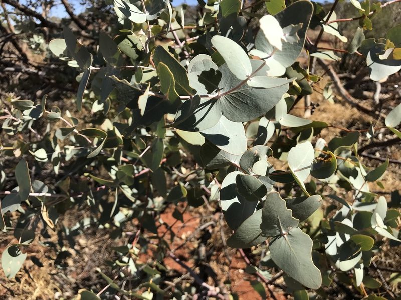 Eucalyptus gamophylla, photographed by Miguel de Salas