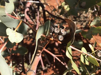 Eucalyptus gamophylla, photographed by Miguel de Salas