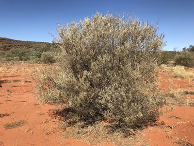 Acacia aneura