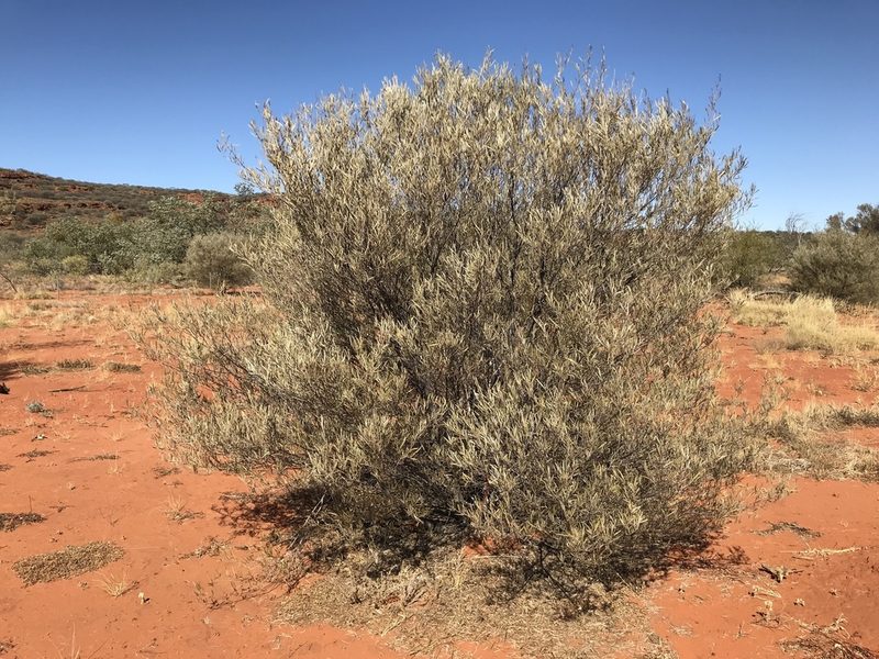 Acacia aneura, photographed by Miguel de Salas