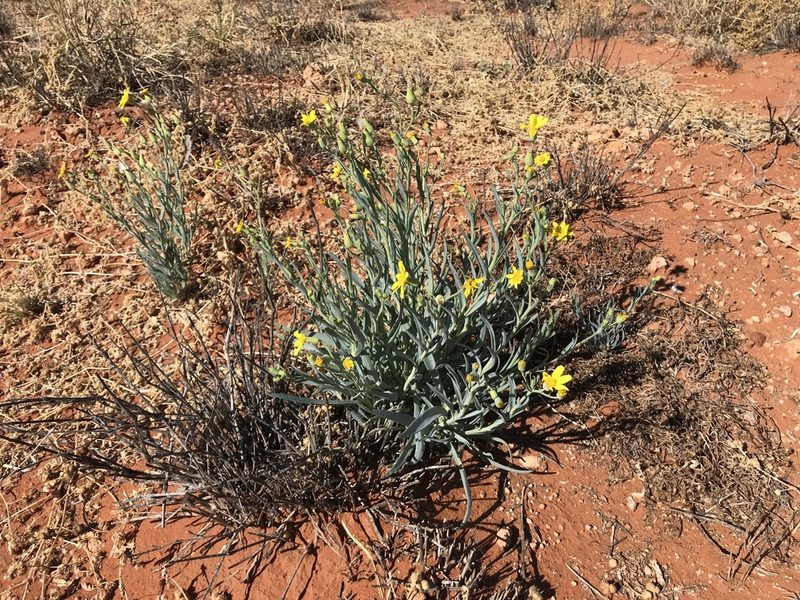 Senecio gregorii, photographed by Miguel de Salas