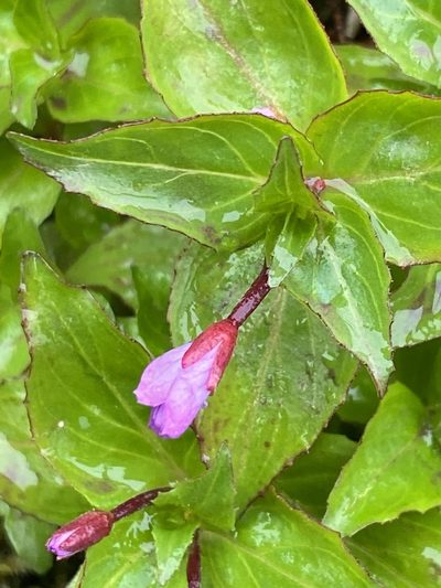 Epilobium alsinifolium, photographed by Alan Weakley