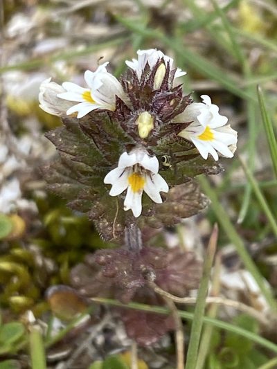 Euphrasia frigida, photographed by Alan Weakley