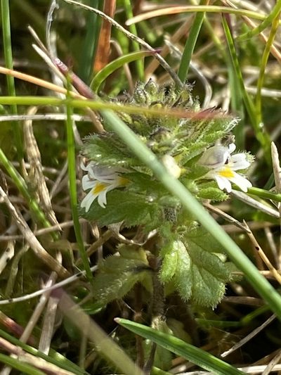 Euphrasia frigida, photographed by Alan Weakley