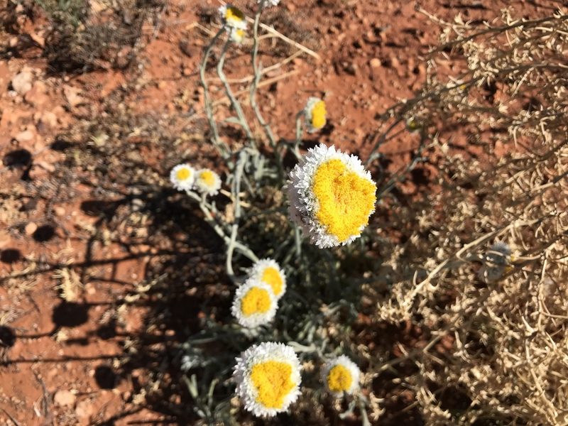 Polycalymma stuartii, photographed by Miguel de Salas