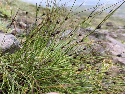 Oreojuncus trifidus, photographed by Alan Weakley
