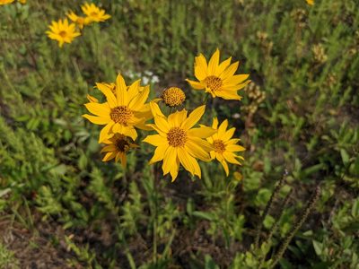 Helianthus occidentalis, photographed by Ethan Rose