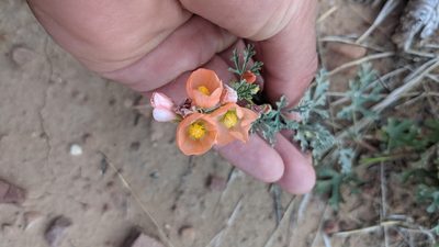 Sphaeralcea grossulariifolia, photographed by Darrin Gobble
