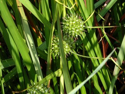 Sparganium eurycarpum, photographed by Katherine Baird