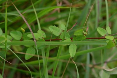 Desmodium marilandicum, photographed by Bonnie Semmling