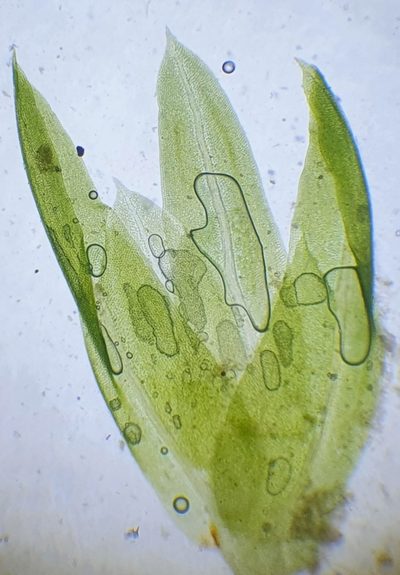 Fissidens osmundioides, photographed by Jonathan Hughes
