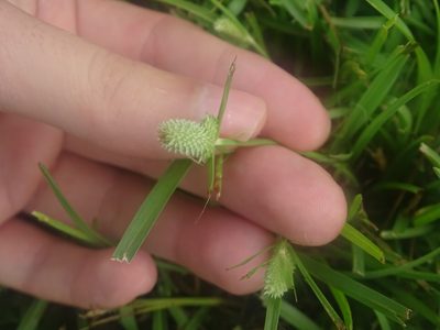 Cyperus sesquiflorus, photographed by Michael W Belitz