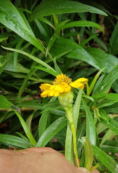 Chaetymenia peduncularis, photographed by Eugenio Padilla
