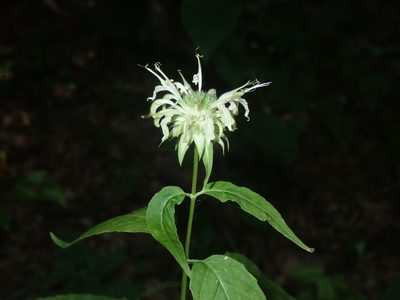 Monarda clinopodia, photographed by John Baur