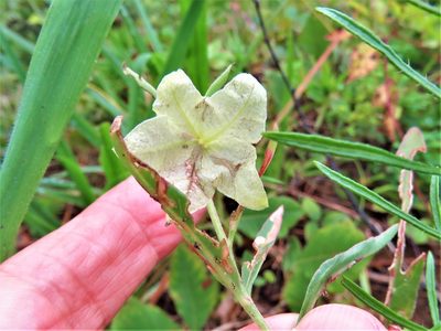 Mirabilis albida, photographed by Annika Lindqvist