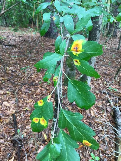 Malus angustifolia, photographed by Becky Dill