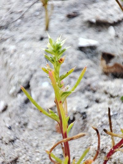 Salsola squarrosa, photographed by Igor Balashov