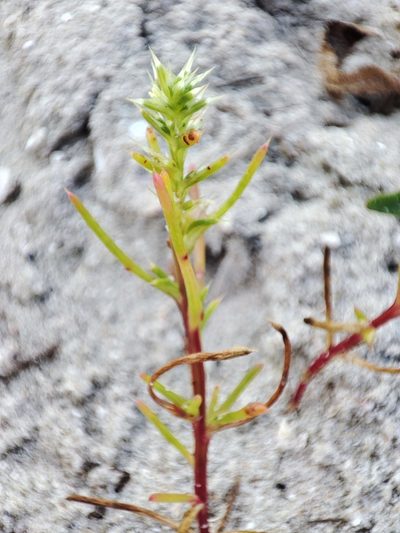 Salsola squarrosa, photographed by Igor Balashov