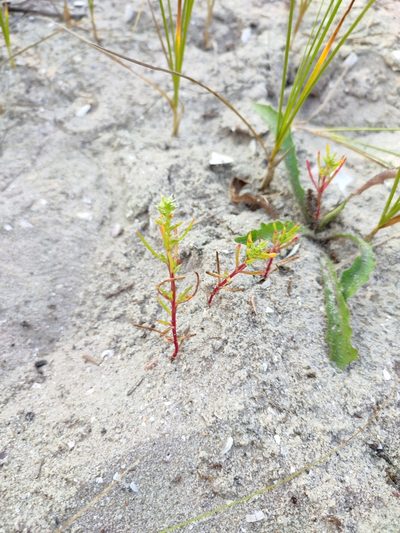 Salsola squarrosa, photographed by Igor Balashov